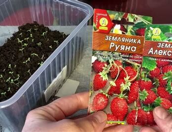 Земляника рассада в ассорт.