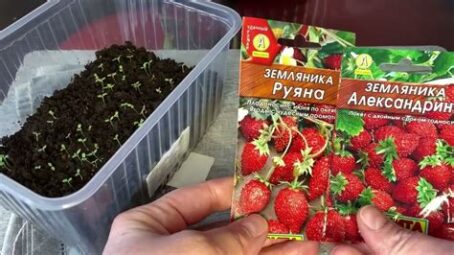 Земляника рассада в ассорт.