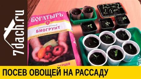 Овощная рассада (перец,томат,баклажан,огурец,кабачок,дыня, арбуз)