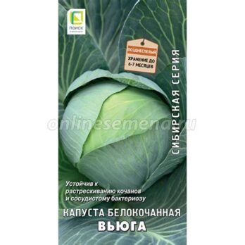 Капуста белокачан. "Сила Сибири" 0