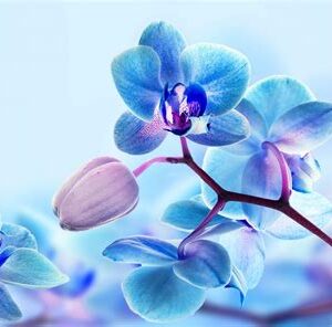 Фотообои Тула Голубая орхидея (песок) COLOR 300х270