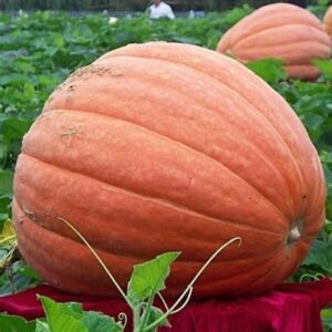 Тыква крупноплодная "Небывалый размах" 2г 3975908