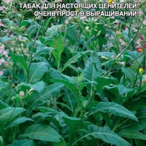 Табак "Парламентский час"